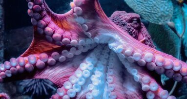 Ново решение за закрепване на зъбни протези е вдъхновено от октопода