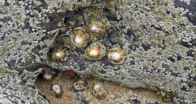 Stärkstes Biomaterial der Welt ist dental