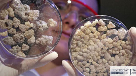 Weihrauch als Entzündungshemmer?