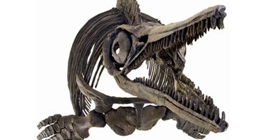 Bissfestes aus der Entwicklungsgeschichte