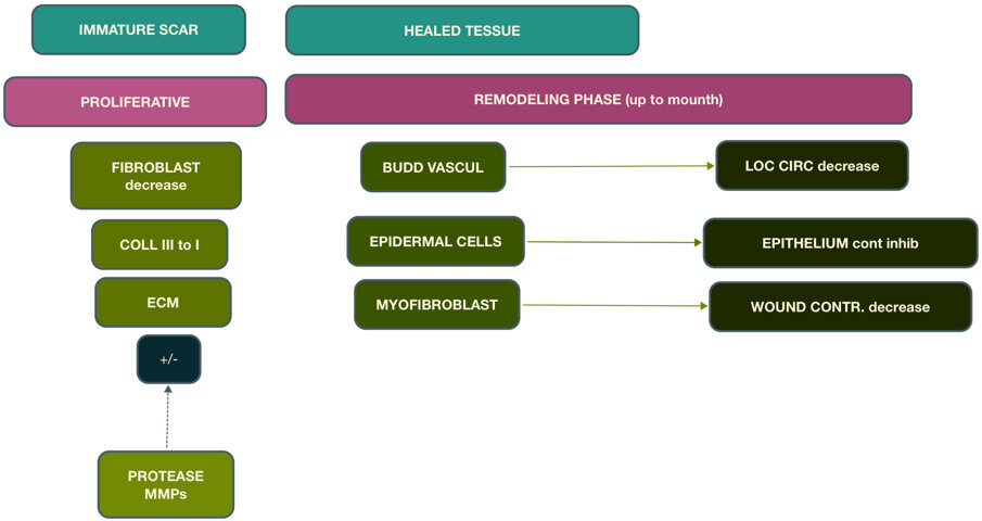 Fig. 6 - Guarigione delle Ferite: fase di rimodellamento.