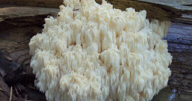 Champignons pour la santé des gencives