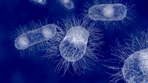 Les graines germées seraient une cause possible des infections par  Escherichia coli entéro hémorragique (ECEH)