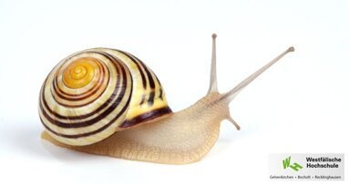 Schneckentechnik für sauberere Zähne