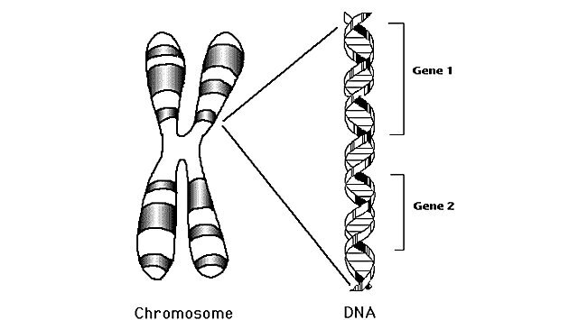 How cancer virus deploys body's gene defences