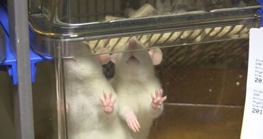 Dierproeven binnen de tandheelkunde: zielig of essentieel?