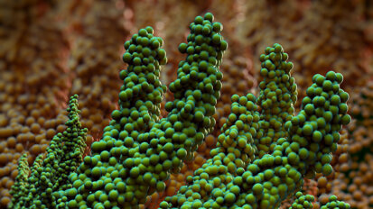 Researchers using 3D-printing technology to create biofilms