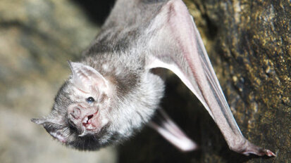 GPS technology to map bat teeth