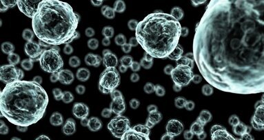 Bakterium reinigt Karieserreger