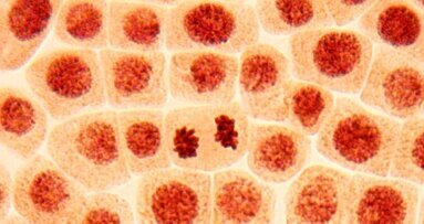 Une découverte génétique pourrait prévenir la récidive du cancer