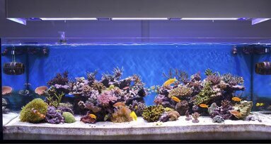 Paciente anestesiada cai e morre em clínica odontológica