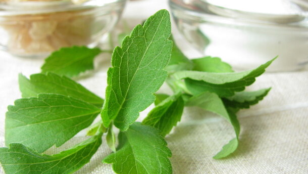 Stevia bald Nahrungsmittel?