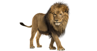 Protest für Cecil: Zahnarzt muss seine Praxis schließen