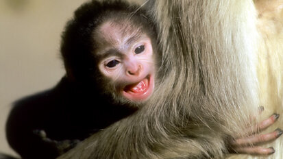 Stem cells from monkey teeth stimulate growth of brain cells