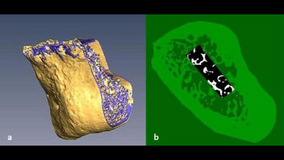 Cone Beam CT net zo effectief als standaard (micro-)CT-scan