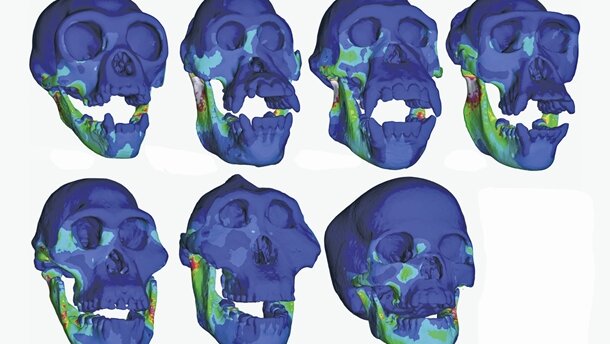Kräftiger Biss der Vorfahren