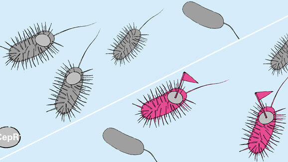 Die Kommunikation zwischen Bakterienzellen