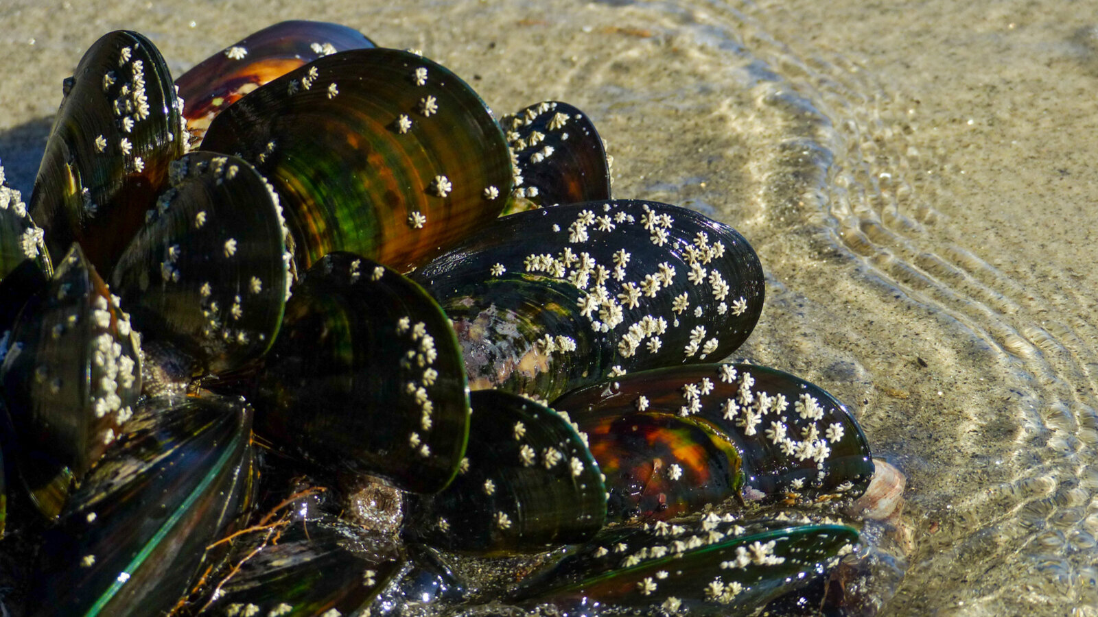 Jedinjenje inspirisano dagnjama poboljšava prianjanje materijala za zubne ispune