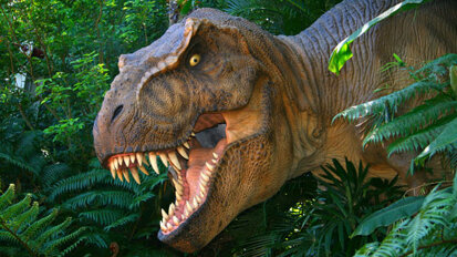 Versteinerter Zahnschmelz als Thermometer Versteinerter Zahnschmelz als Thermometer