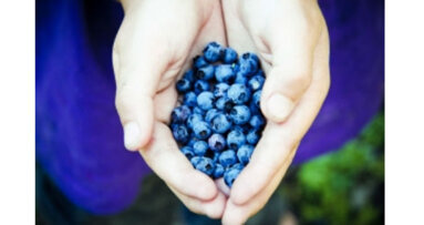 Il mirtillo in favore dei  denti sani. Combatte la placca e la carie