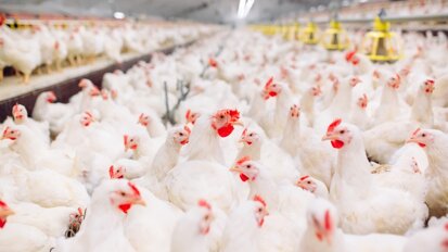 Column Richard Mastwijk: Van de plofkip naar de plof-bv