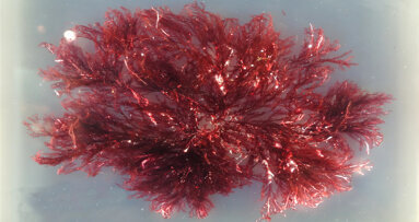 3D-printable materials powered by Remora technology gain regulatory clearance in North America and Canada