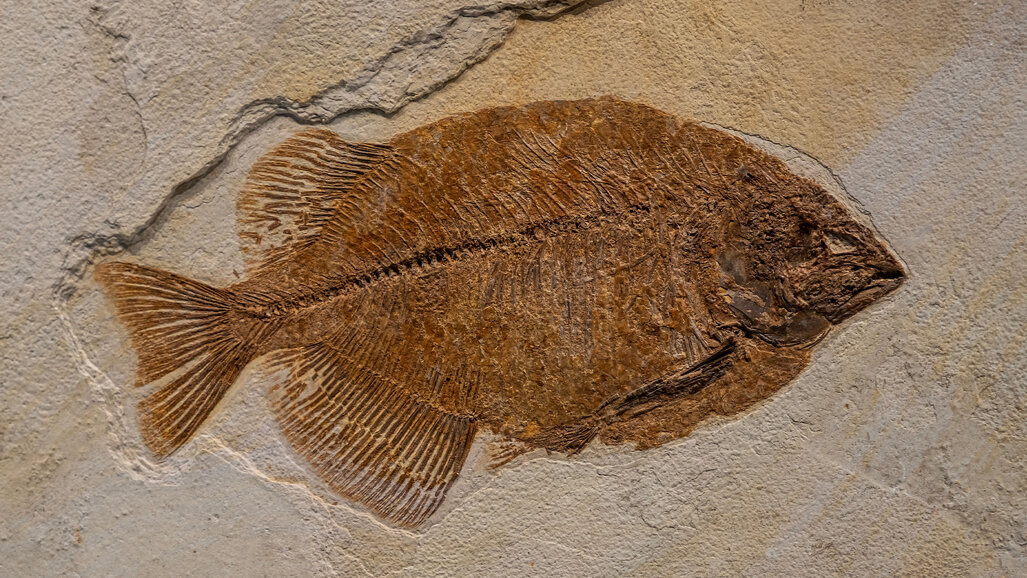 Dentin als evolutionäres Erbe aus der Haut gepanzerter Urfische