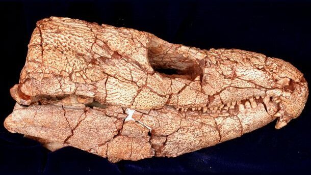 Wissenschaftler erforschen ältesten Zahnschmerz der Welt