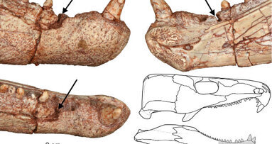 Forscher weisen Millionen Jahre alten Zahnschmerz nach