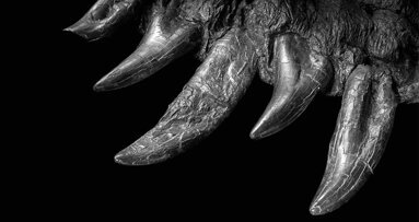 Dinos brauchen keinen Zahnarzt