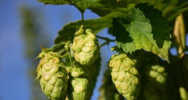 Chmiel może chronić przed chorobą Alzheimera