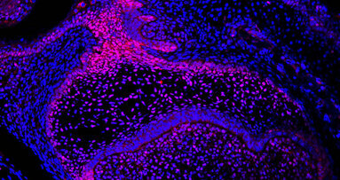 Researchers examine regenerative potential of mice teeth