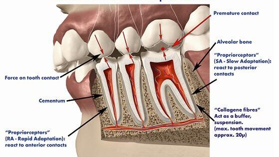 The importance of occlusion The importance of occlusion