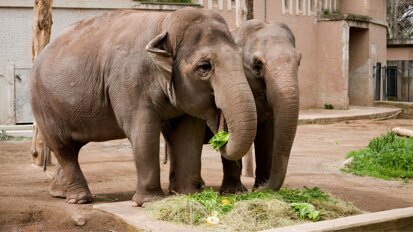 ACTA en Dierenpark Amersfoort onderzoeken ontlasting huisdieren