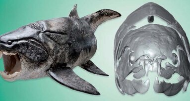 石器时代齿科填充物确定的发现