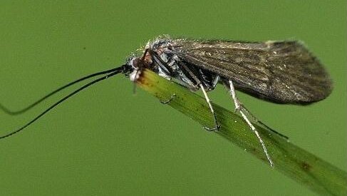 Czy włókna wytwarzane przez owady znajdą zastosowanie w chirurgii?