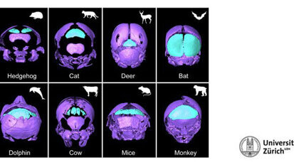 Alter Schädelknochen neu entdeckt Alter Schädelknochen neu entdeckt