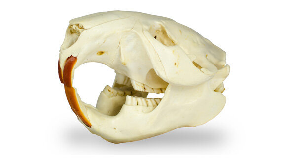 Struktur von Biberzähnen gibt Rückschlüsse für Prophylaxe