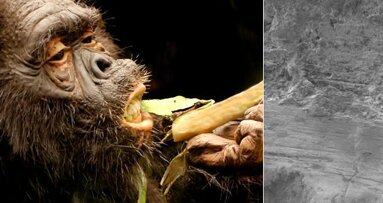 考古发现：在中国早期居民当中以发现牙科常规检查的萌芽