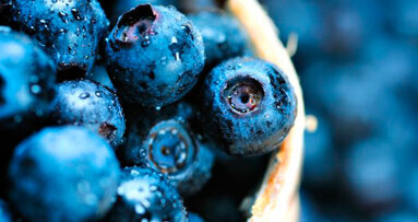 L’estratto del mirtillo? Una grande promessa per una nuova terapia parodontale