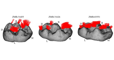Учени разкриват функционалната биомеханика на зъбните характеристики и абразиото