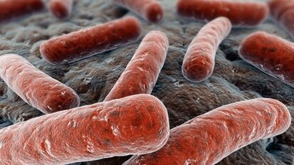 Noua tulpina de gripa