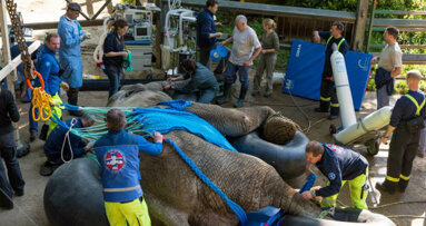Au zoo de Bâle, opération réussie sur une défense d´éléphant