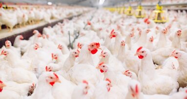 Column Richard Mastwijk: Van de plofkip naar de plof-bv