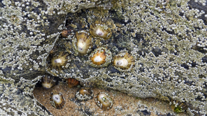 Stärkstes Biomaterial der Welt ist dental