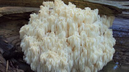 Champignons pour la santé des gencives