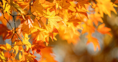 Maple polyphenol shows promise in preventing dental biofilms