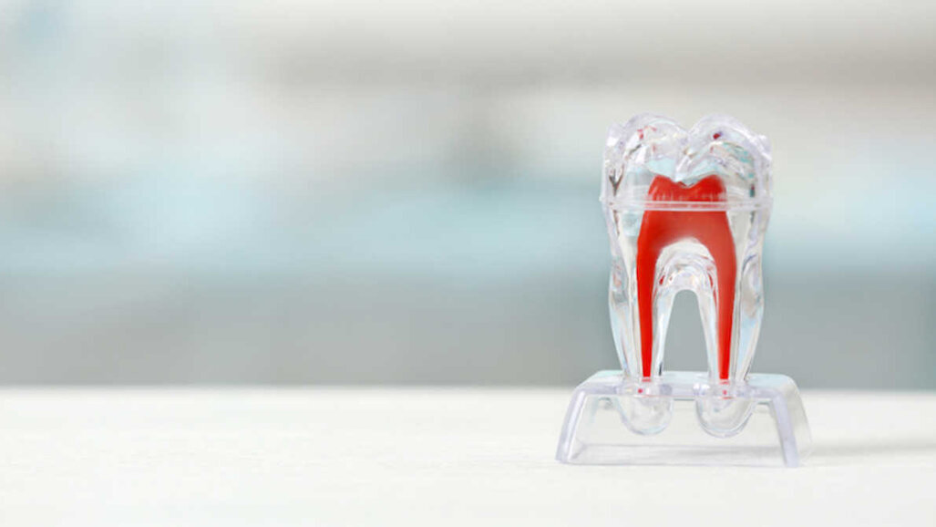 Pesquisadores descobrem método para controlar o desenvolvimento radicular