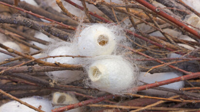 Frakturenfixierung mit Seiden-Schrauben Frakturenfixierung mit Seiden-Schrauben