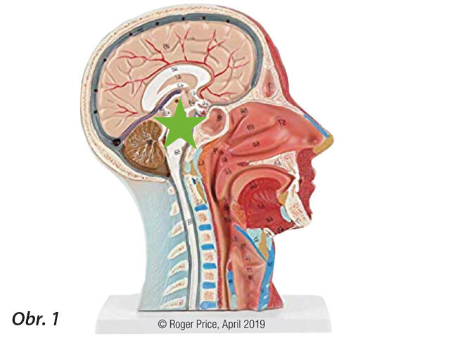 Co nás nutí dýchat?  Jednou z hlavních rolí dýchání je udržování pH arteriální krve na optimální úrovni, která se pohybuje od 7,35 do 7,45. To je kritická funkce, protože řídí transport a uvolňování kyslíku v těle. Když chemoreceptory v mozkovém kmeni zaregistrují vychýlení v této chemické ose, dýchání se nastavuje automaticky, aby se obnovily optimální hodnoty. To může zvýšit nebo snížit rychlost dýchání, jeho hloubku, objem, mechaniku, dynamiku a vzorce chování.
